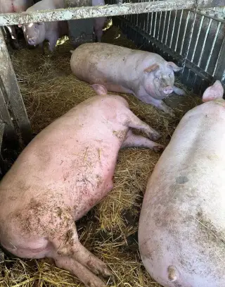 Krmniky