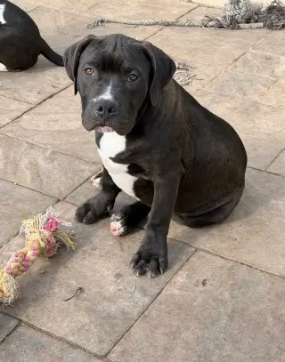 Americanbully XL s PP