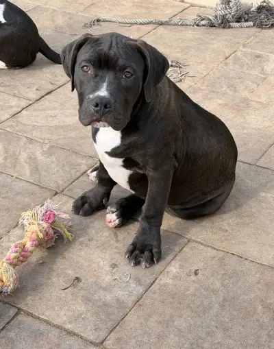 Americanbully XL s PP