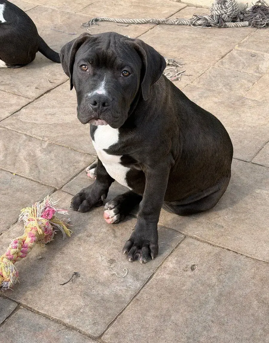 Americanbully XL s PP
