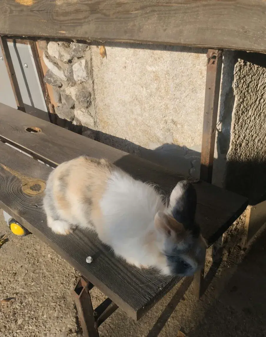 Zakrsly zajačik