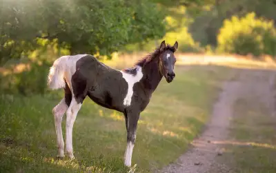 Pintabian - Arabský black tobiano žrebček, žriebätko 2026
