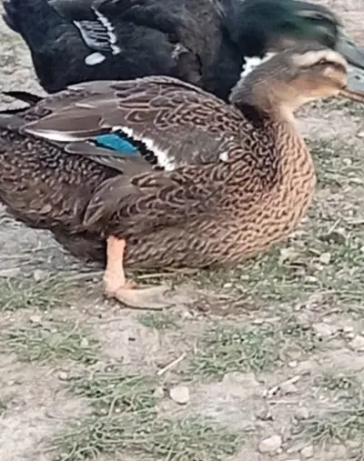 Kačice na mäso alebo na dalši chov