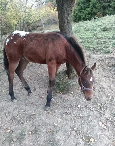 QH, Appa