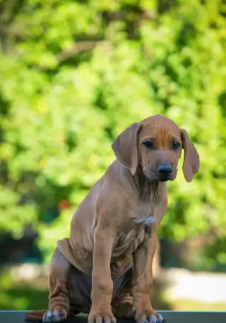 Rhodesky ridgeback