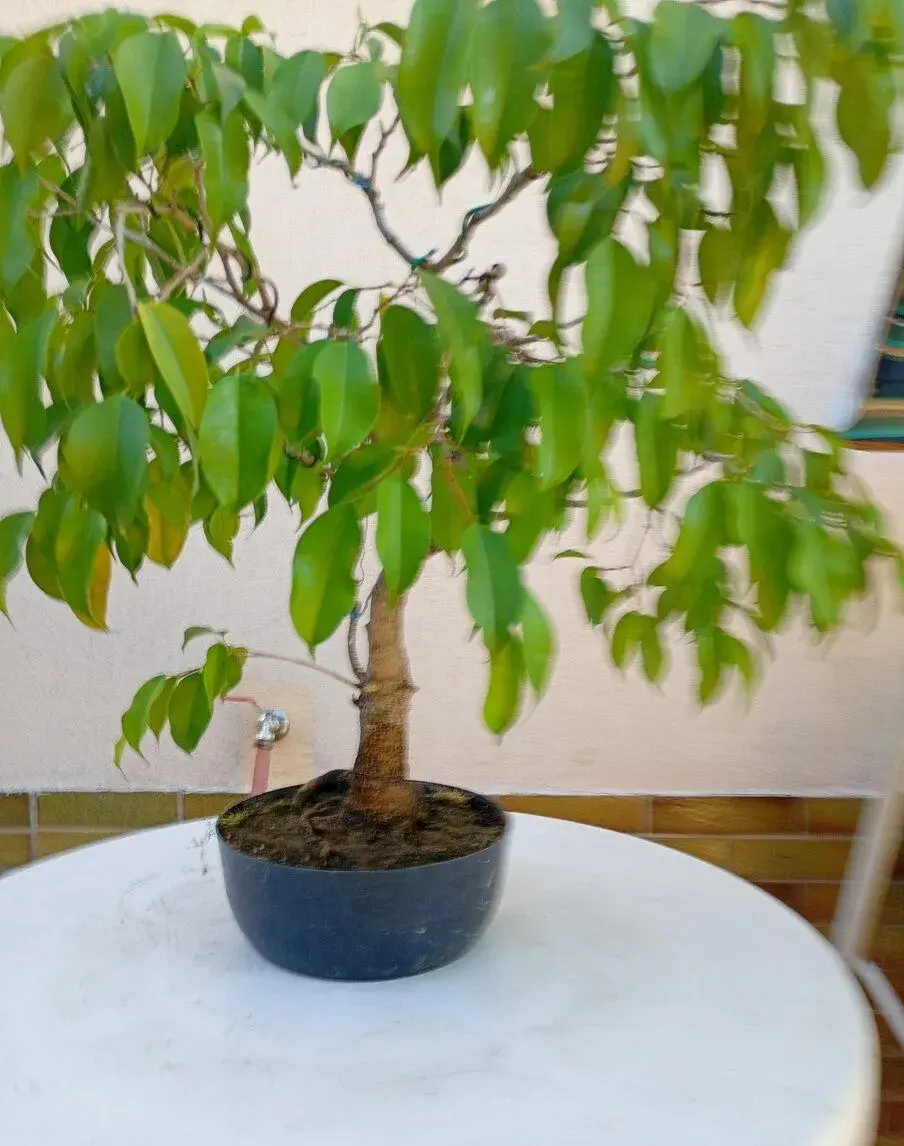 fikus \Benjamin bonsai