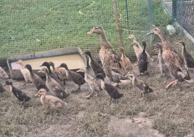 Indické bežce – odchované pod kačkou