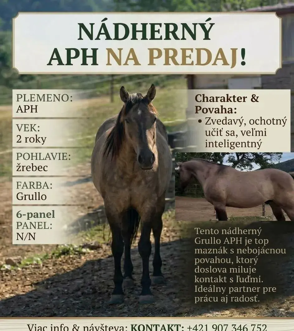 Aph 2rocny žrebec zľava 6tis plus dohoda