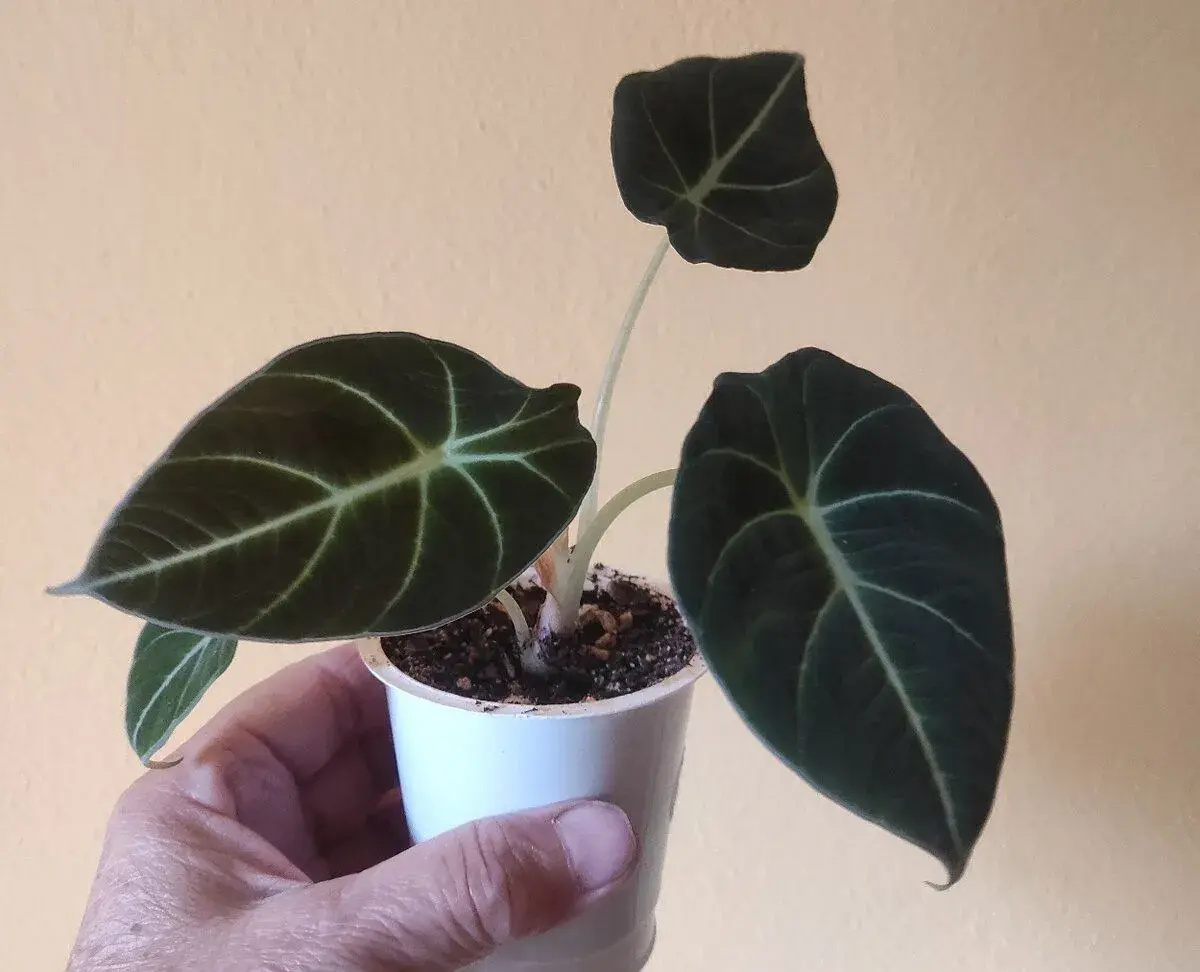 Alocasia Black Velvet
