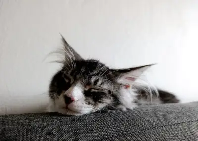 Maine Coon
