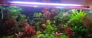 Akvarijne rastlinky ,ludwigia,rotala,pistia, heteranthea