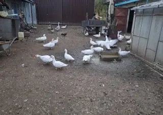 Kacky