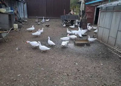 Kacky