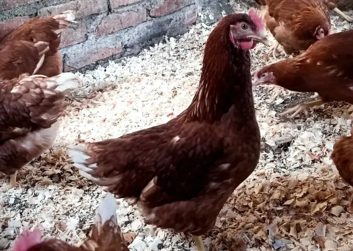 Mladé sliepočky Tetra 18 týž., mládky, jarice