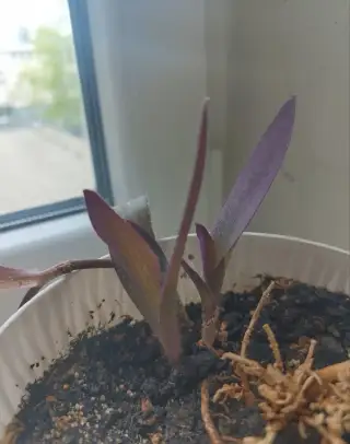 Tradescantia pallida