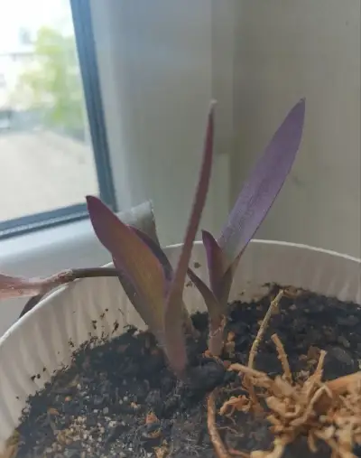 Tradescantia pallida