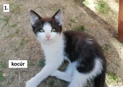 Darujem mačiatka