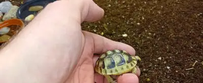 🐢 Na predaj: mladé suchozemské korytnačky (Testudo marginata