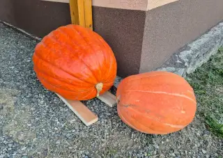 Tekvice na Halloween