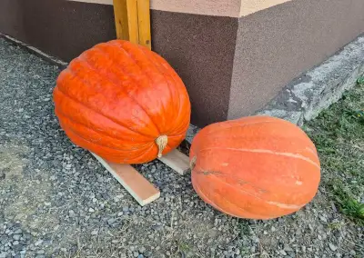 Tekvice na Halloween