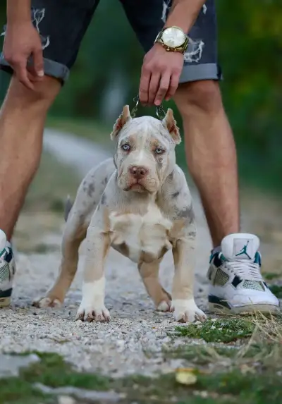 American Bully XL / Pitbull XXL
