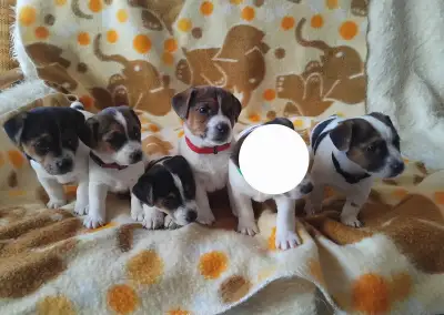Jack russell terier