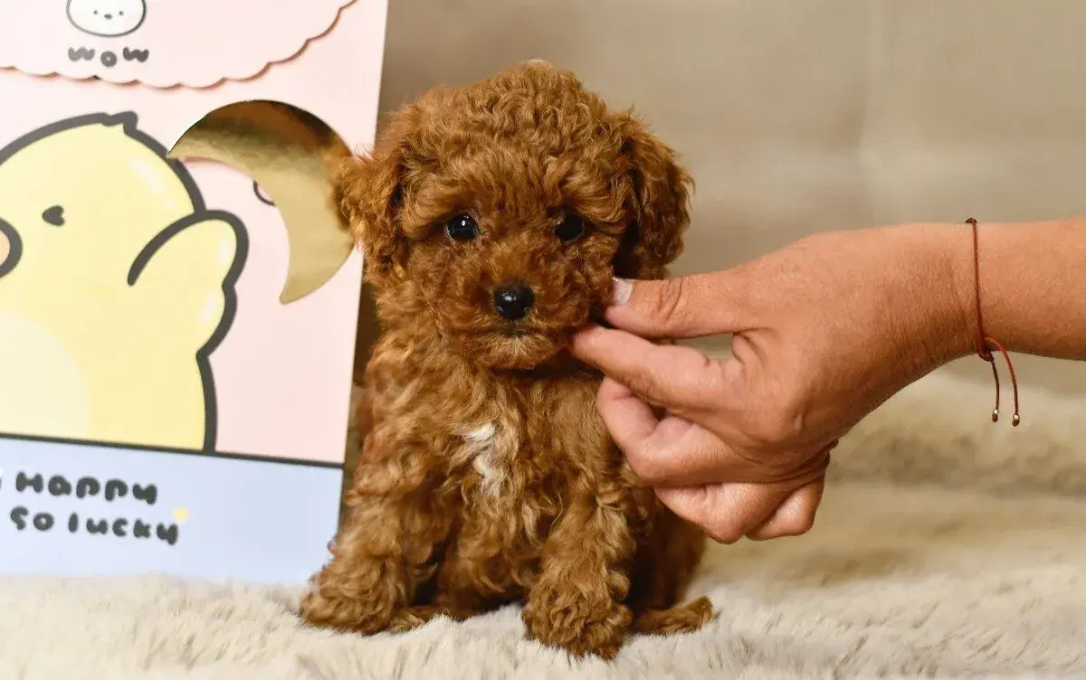 Pudel Teacup krásna fenka RED, čínska línia Mini Pudel