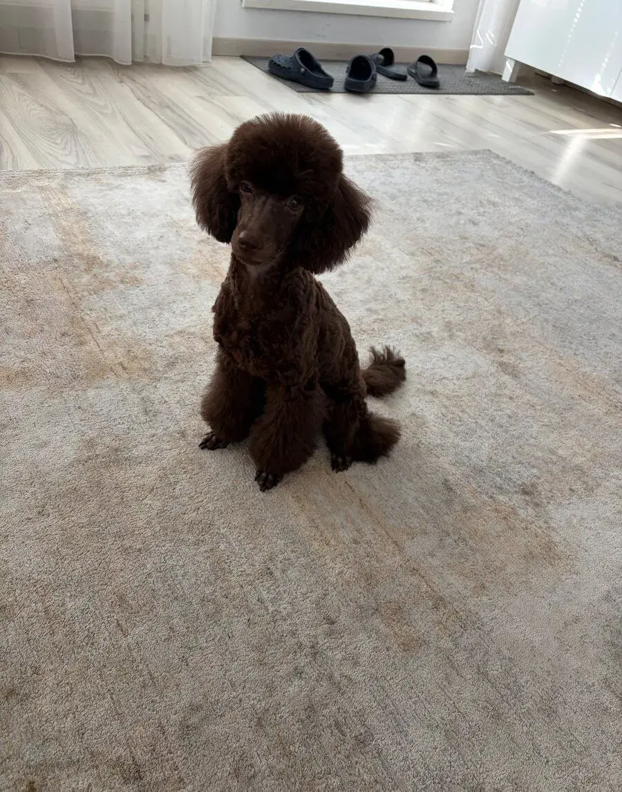 Toy pudel
