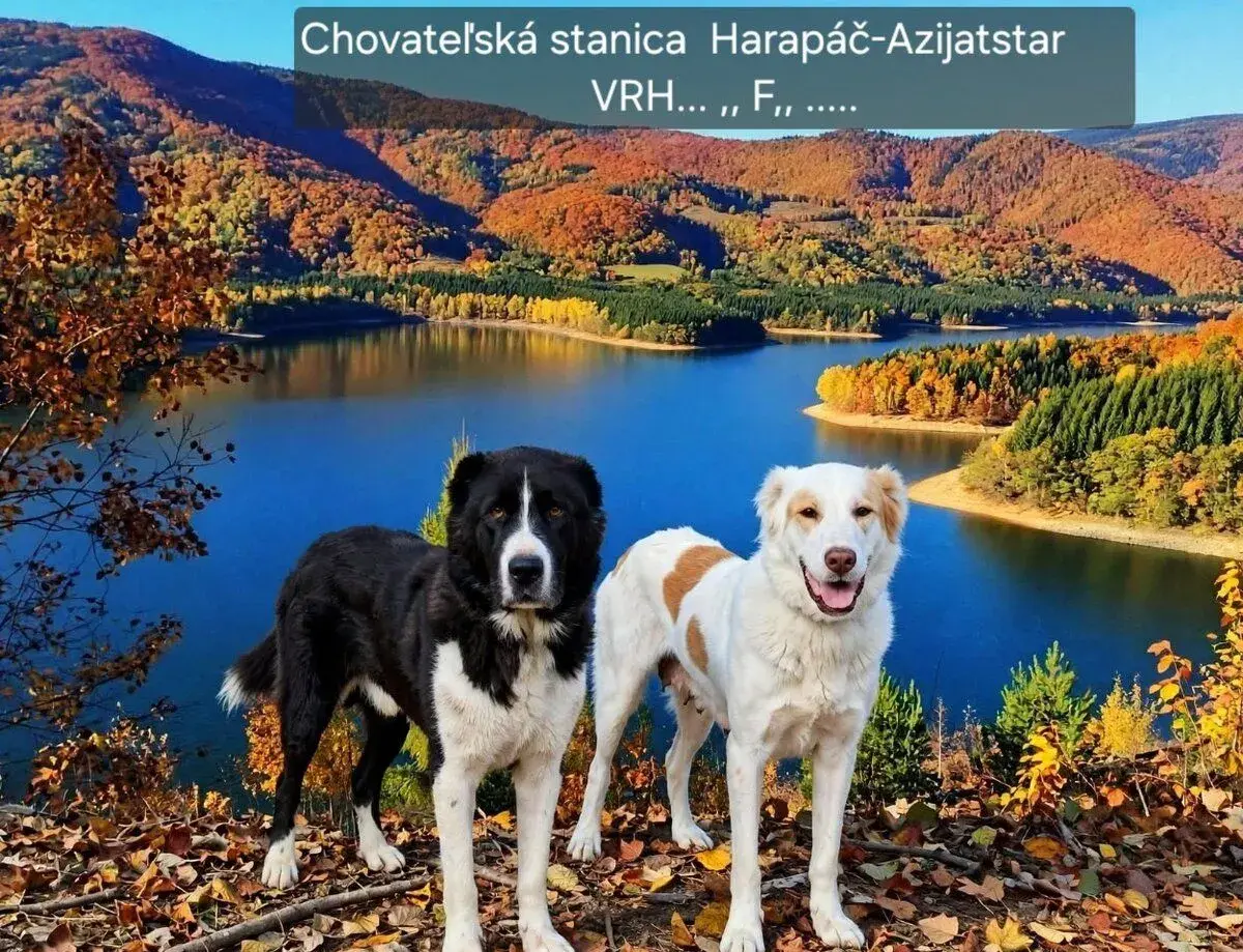 Stredoazijský ovčiak šteniatka