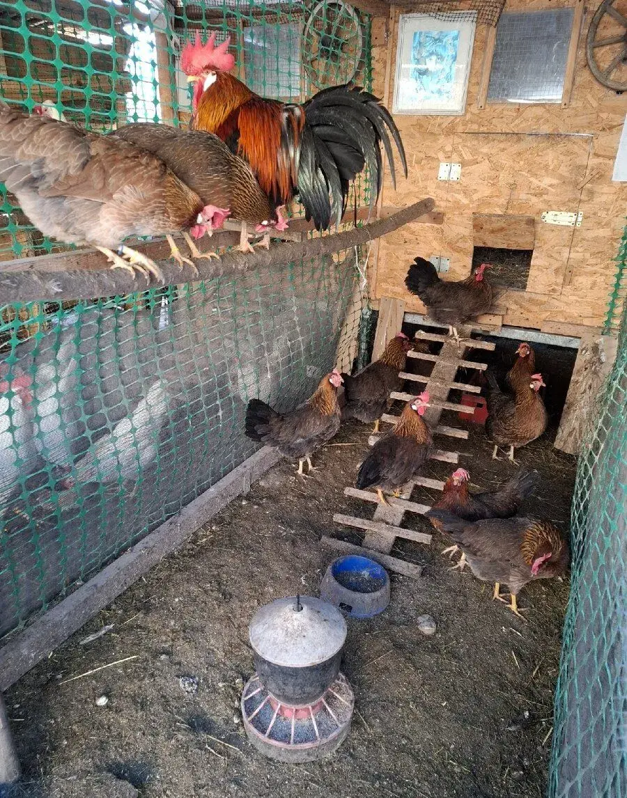 NV vlaška perlovošedá, ǰarabičia,striebrokrká