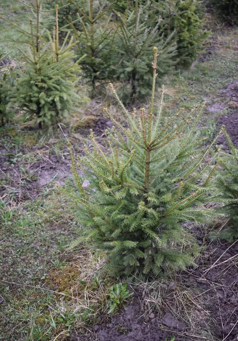 Smreky 80 cm