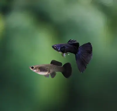 Guppy