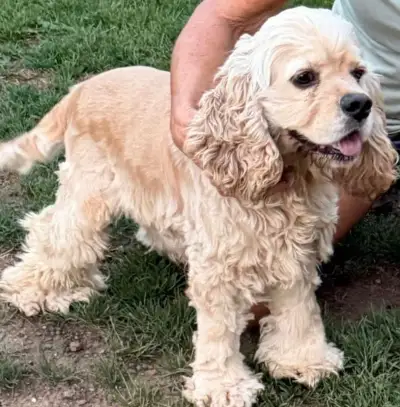Americky Kokerspaniel