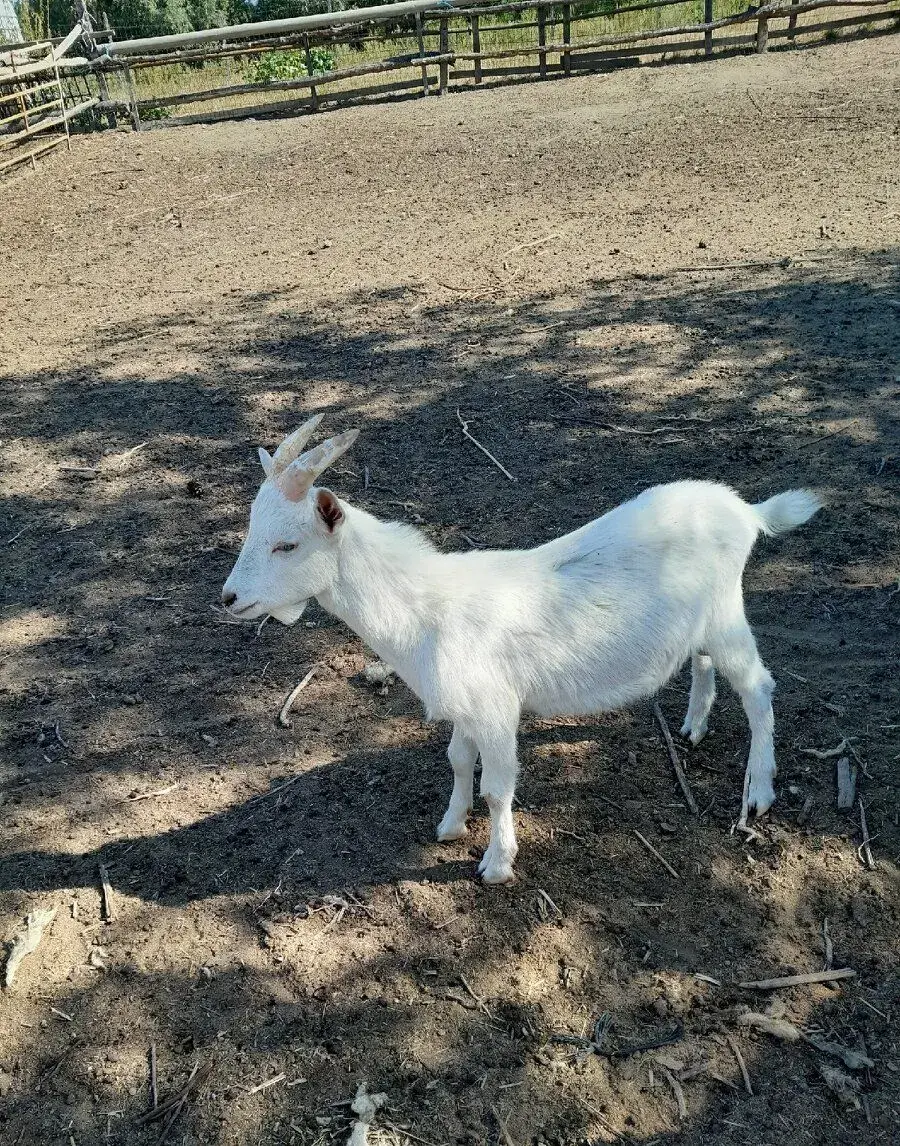 Capka