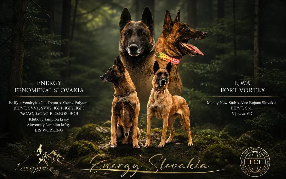 Belgicky ovciak malinois