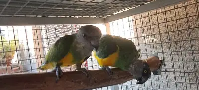 Papagaj senegalsky