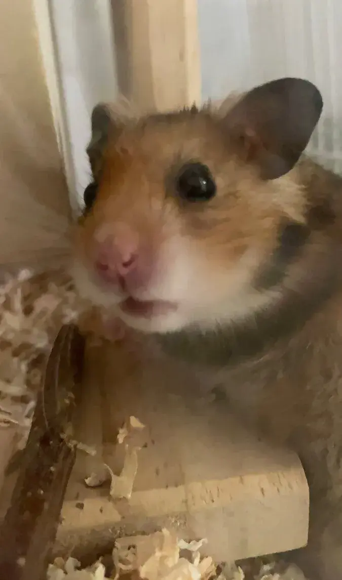 🐹 Na predaj: škrečka Johnnyho s klietkou
