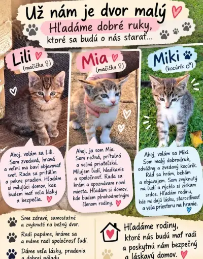 Darujeme mačiatka