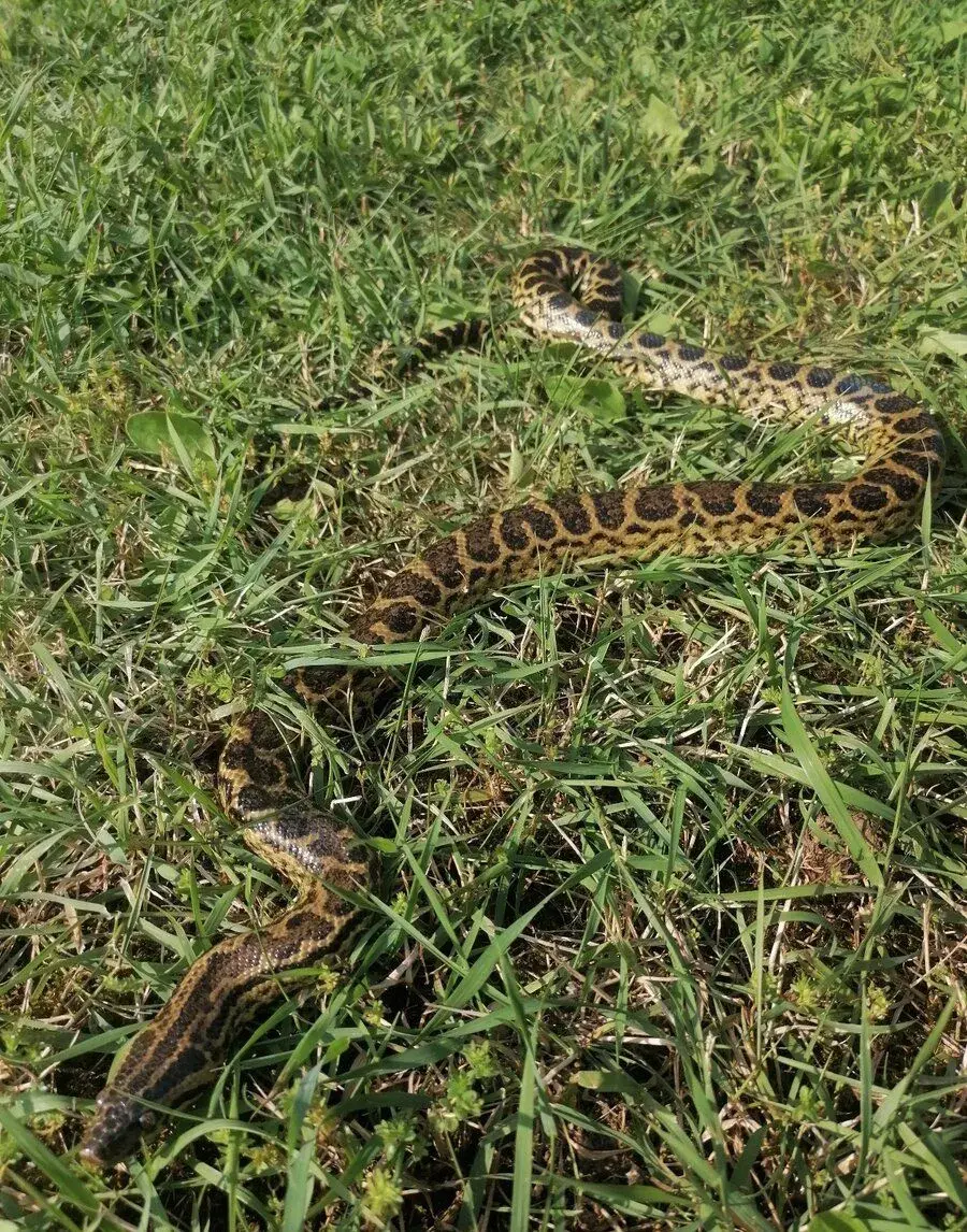 Eunectes notaeus