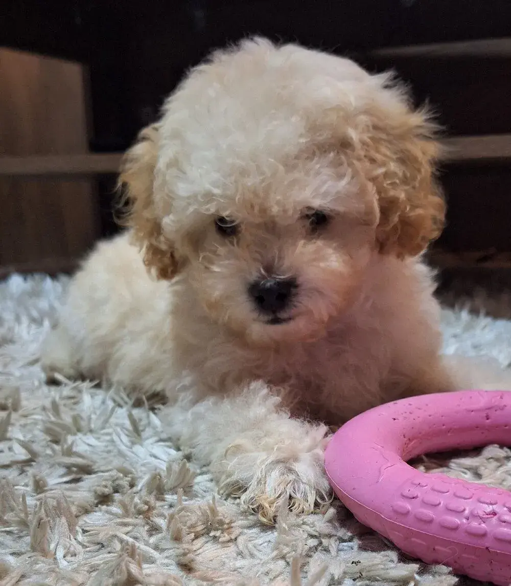 Toy Pudel Pudlika