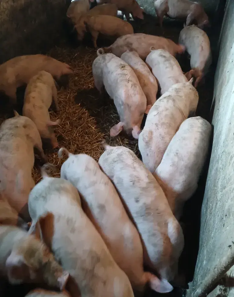 🐷 Na predaj: ODSTAVČATÁ DO 30 KG