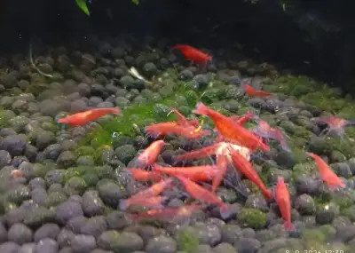Krevetky neocaridina red cherry
