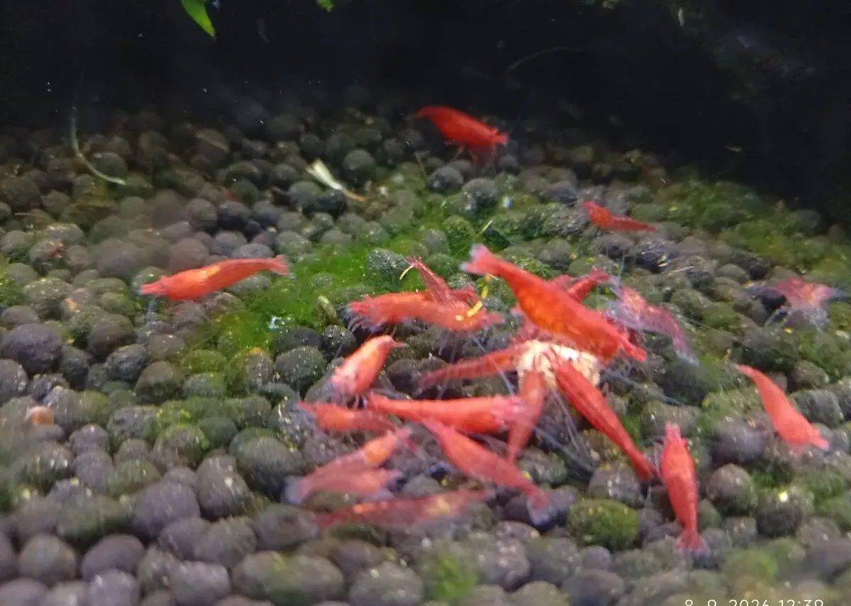 Krevetky neocaridina red cherry