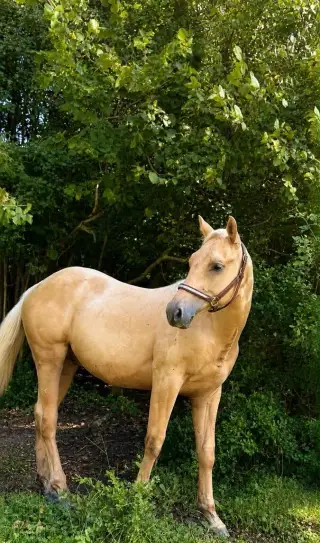 Aqha Palomino Žrebec 2025 - Aramis