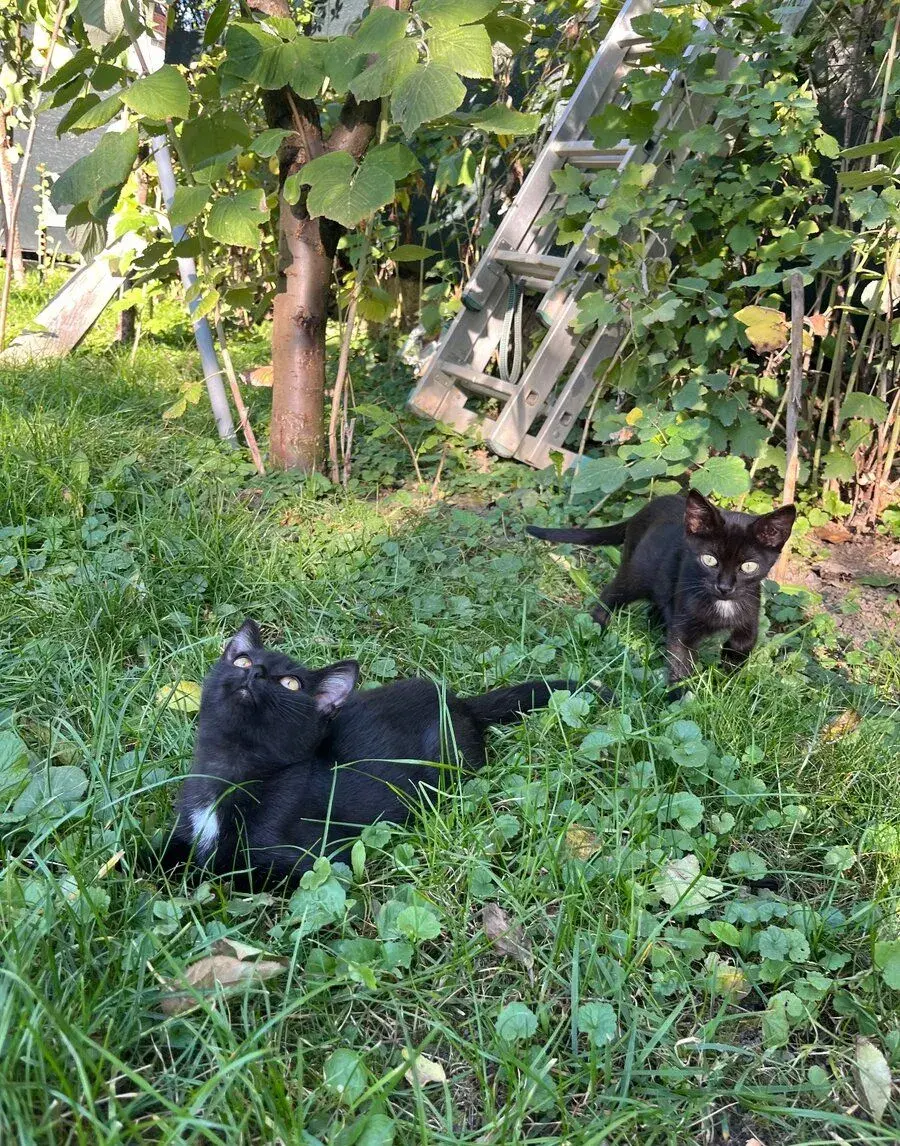 Maciatka, Macky cierne