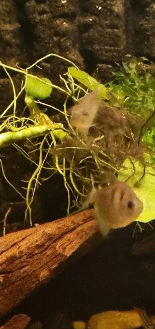 Akvariove rybky