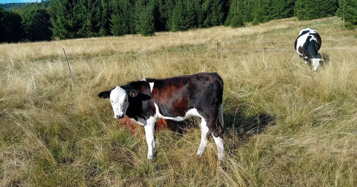 Jalovička