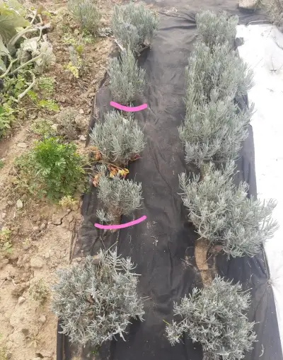 Levandula lekarska / sadenice