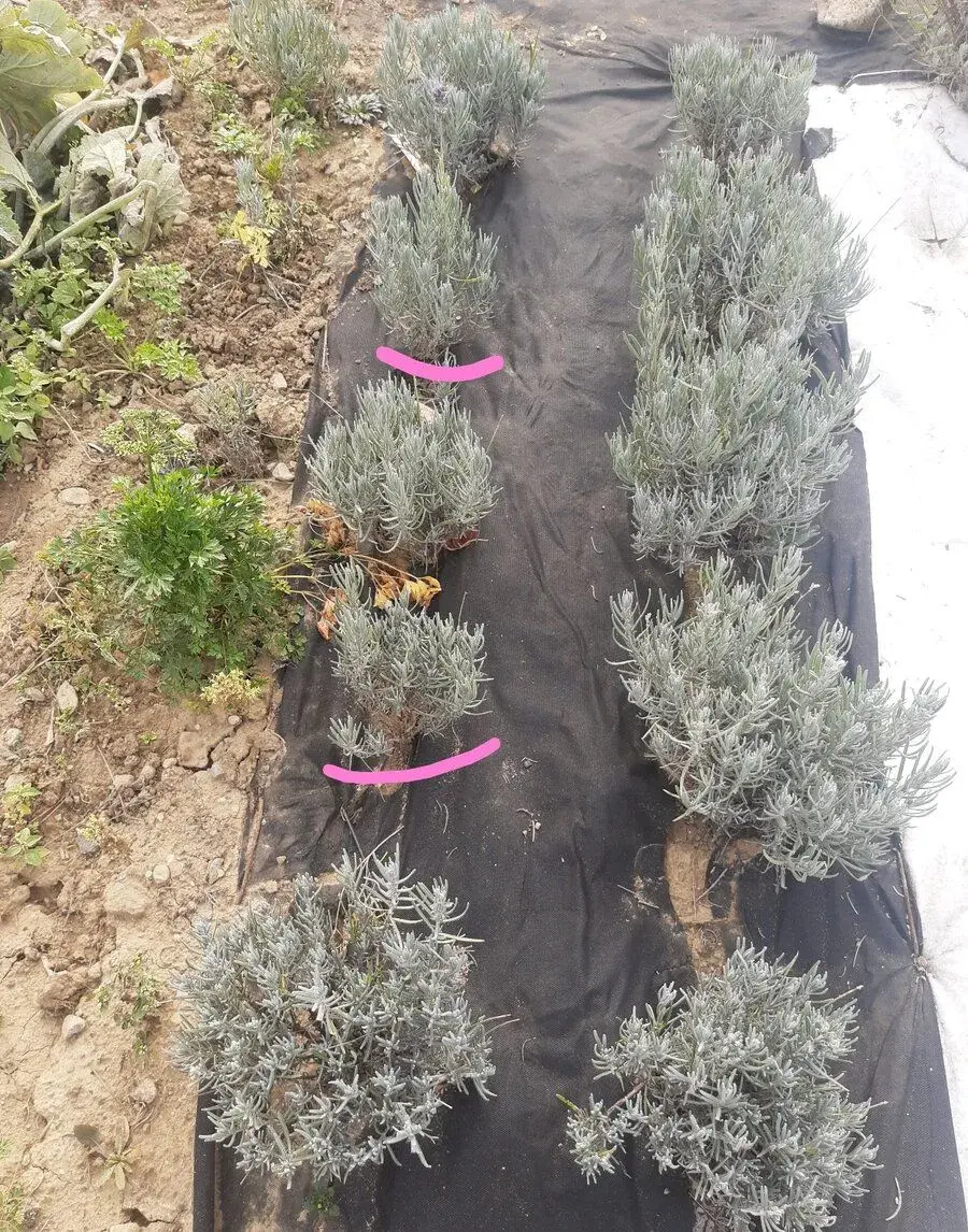 Levandula lekarska / sadenice