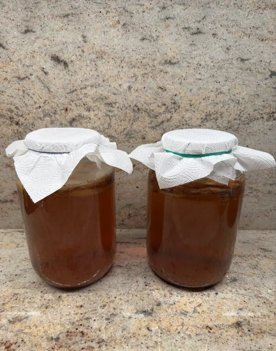 Kombucha - huba SCOBY